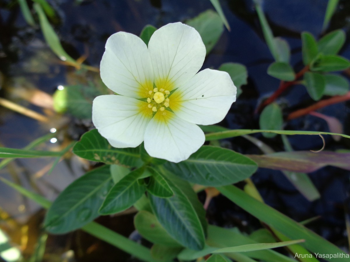 Ludwigia adscendens (L.) H.Hara